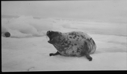 Image of Harp seal barking